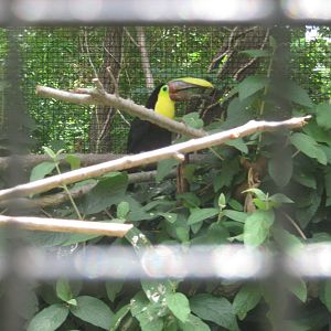 Aviary Row-Swainson's Toucan