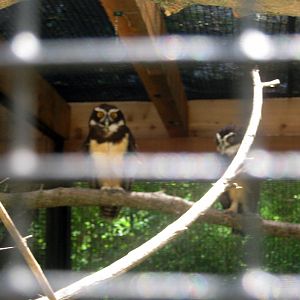 Aviary Row-Spectacled Owl