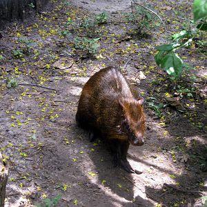Aviary Row-Agouti