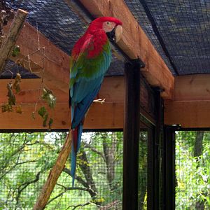 Aviary Row-Green-winged Macaw