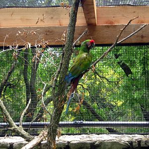 Aviary Row-Military Macaw
