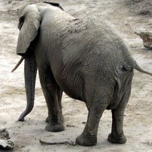 Africa-African Elephant