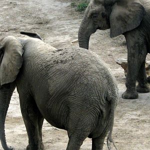 Africa-African Elephant