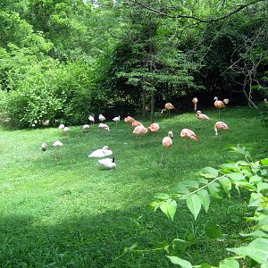 Africa-Lesser and Chilean Flamingos