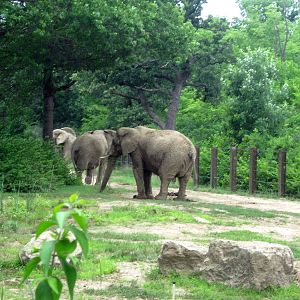 Africa-African Elephants