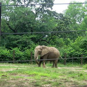 Africa-African Elephant