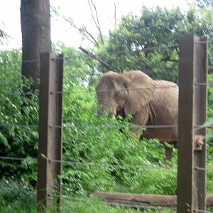 Africa-African Elephant