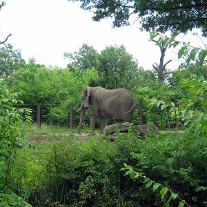Africa-African Elephant