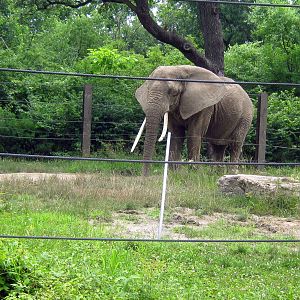 Africa-African Elephant