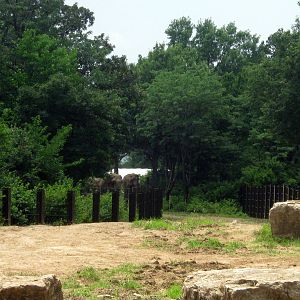 Africa-African Elephants