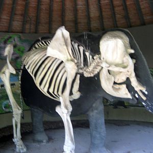 Africa-African Elephant Skeleton