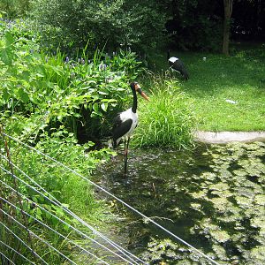 Africa-Saddle-billed Storks