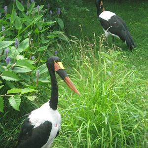 Africa-Saddle-bill Stork