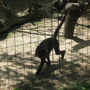 Africa-Black Mangabey