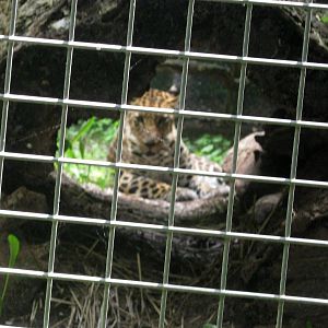 Africa-African Leopard