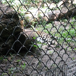 Africa-African Leopard