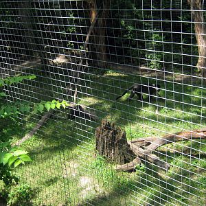 Africa-Red-capped Mangabeys