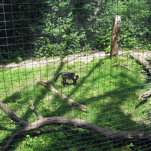 Africa-Red-capped Mangabey