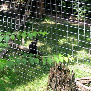 Africa-Red-capped Mangabey
