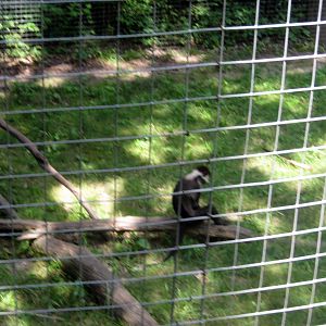 Africa-Red-capped Mangabey