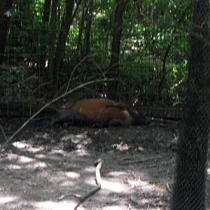 Africa-Red River Hog