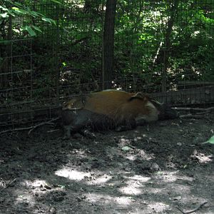 Africa-Red River Hog