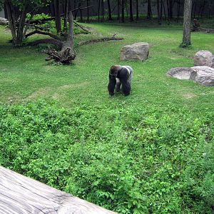 Africa-Eastern Gorilla
