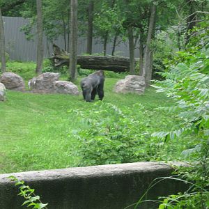 Africa-Eastern Gorilla