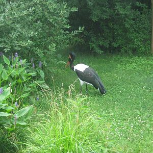 Africa-Saddle-billed Stork