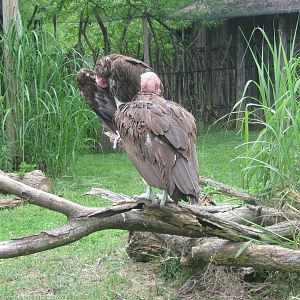 Africa-Lappet Faced Vultures