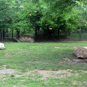 Africa-Aldabra Giant Tortoies