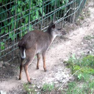Africa-Blue Duiker