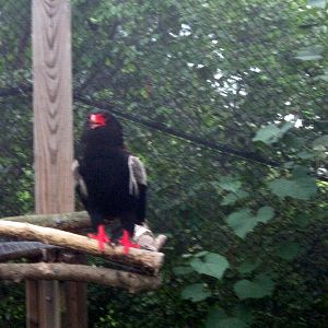 Africa-Bateleur Eagle