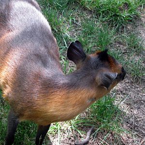 Africa-Red-flanked Duiker