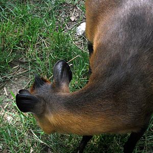 Africa-Red-flanked Duiker