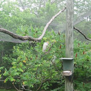 Africa-Cattle Egret