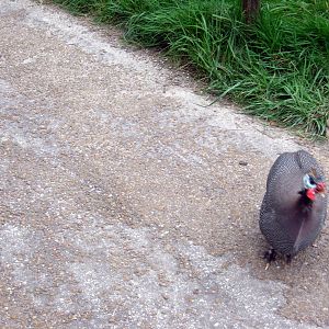 Africa-Helmeted Guineafowl