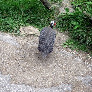 Africa-Helmeted Guineafowl