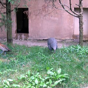 Africa-Helmeted Guineafowl and White-faced Whistling Ducks