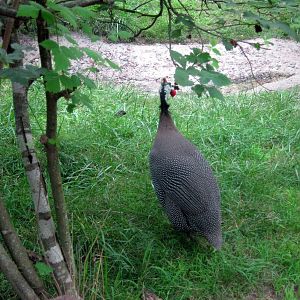 Africa-Helmeted Guineafowl