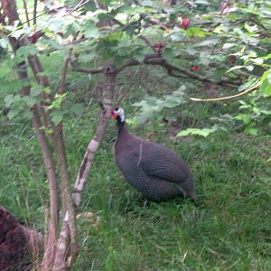 Africa-Helmeted Guineafowl