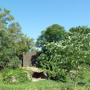 African Savanna - Lion Exhibit