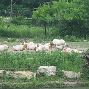 Africa-Scimitar-horned Oryxes