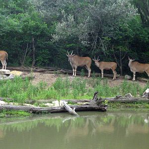 Africa-Common Elands
