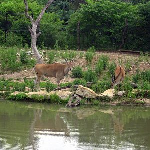 Africa-Common Elands