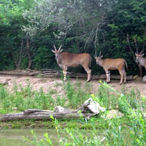 Africa-Common Elands