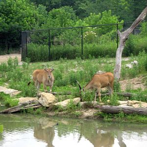 Africa-Common Elands