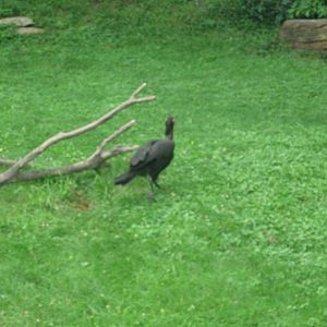 Africa-Southern Ground Hornbill