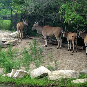 Africa-Common Elands