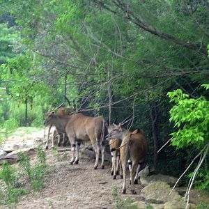 Africa-Common Elands